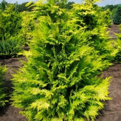 Кипарисовик ГОЛДЕН ВОНДЕР лавсона в Дзержинске