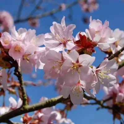 Вишня РАНЧО САРЖЕНТА в Дзержинске