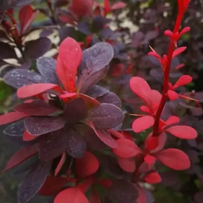 Барбарис РЕД ПИЛЛАР тунберга в Дзержинске