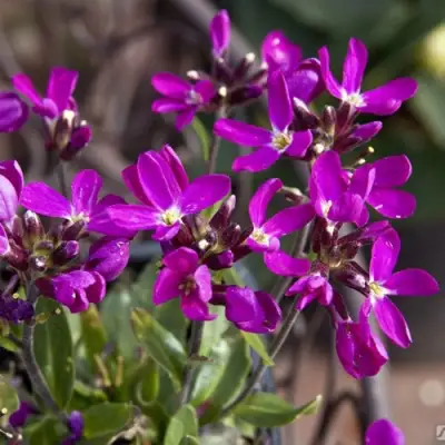 Арабис РОУЗ делайт в Дзержинске