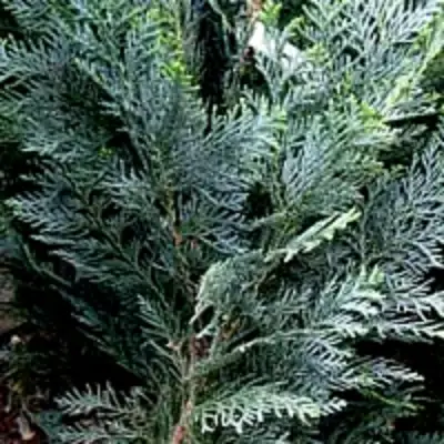 Кипарисовик ДАРТС БЛЮ РИББОН лавсона в Дзержинске