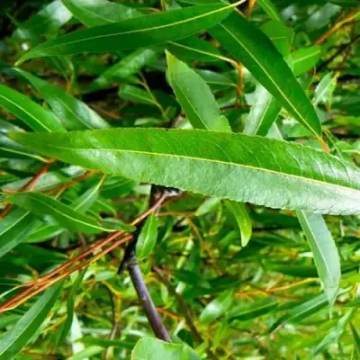 Ива ломкая  в Дзержинске