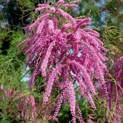 Тамарикс ПИНК КАСКАД в Дзержинске