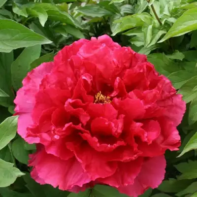 Пион АРОМАТНОЕ ВОСПОМИНАНИЕ древовидный в Дзержинске