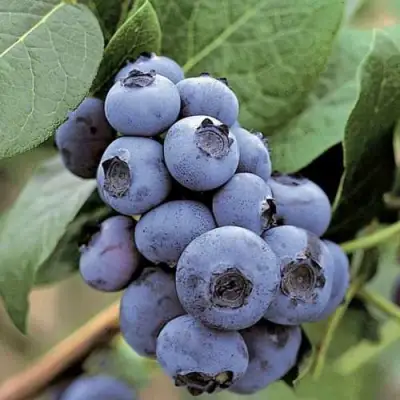 Голубика ПАТРИОТ в Дзержинске