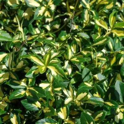 Бересклет САНСПОТ форчуна в Дзержинске