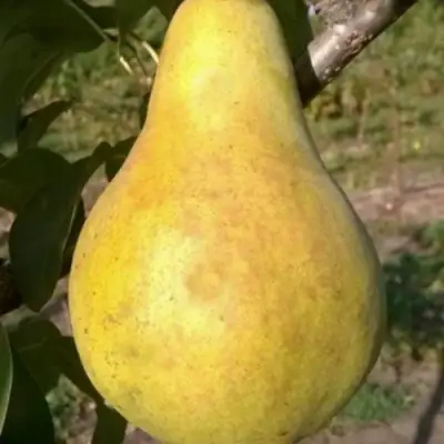 Груша КОНКОРД в Дзержинске