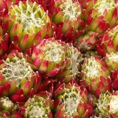 Молодило ХУКЕРА в Дзержинске