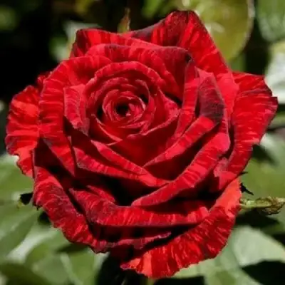 Роза РЕД ИНТУИШН чайно-гибридная в Дзержинске