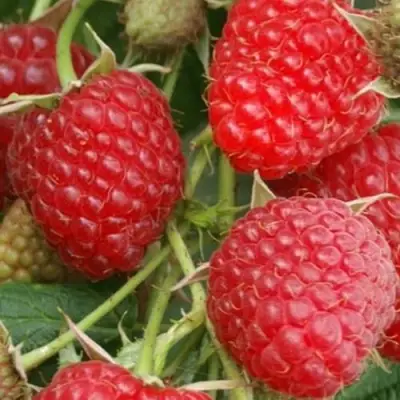 Малина КОЛОКОЛЬЧИК в Дзержинске