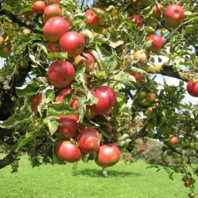 Яблоня ОРЛИК в Дзержинске
