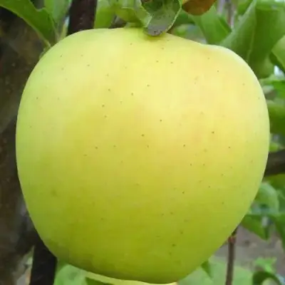 Яблоня ГОЛДЕН ДЕЛИШЕС в Дзержинске