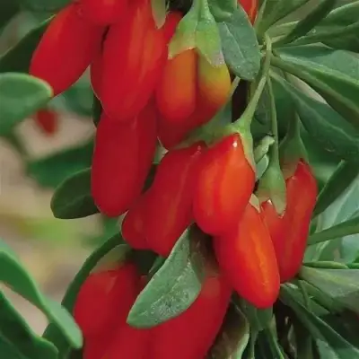 Годжи ВЯЧЕСЛАВ в Дзержинске