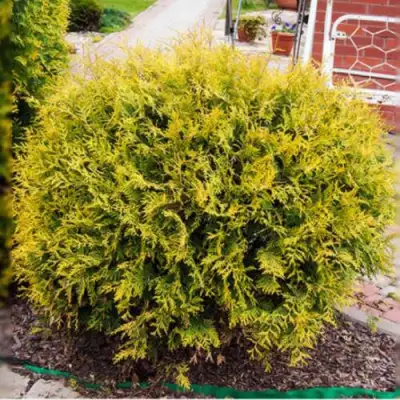 Туя КОЛЛЕРС ГОЛД складчатая в Дзержинске
