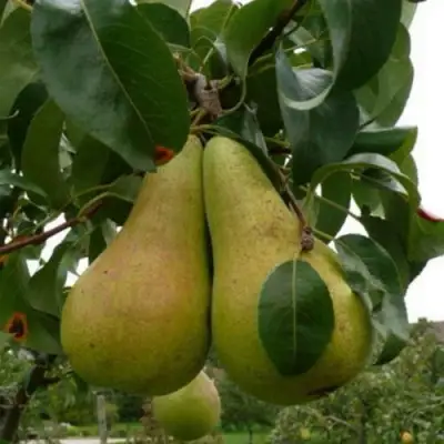 Груша КОНКОРД в Дзержинске