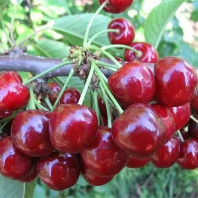 Вишня ДЕСЕРТНАЯ МОРОЗОВОЙ в Дзержинске