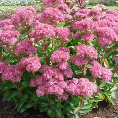 Очиток (седум) КАРЛ видный в Дзержинске