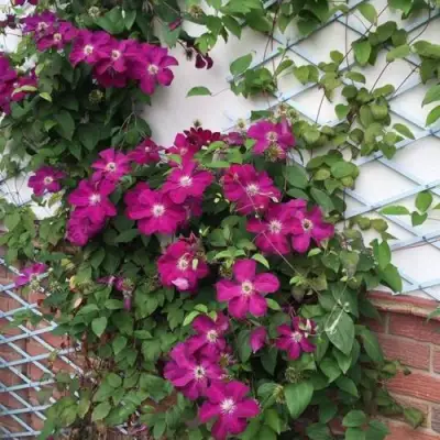 Клематис ЭРНЕСТ МАРКХАМ в Дзержинске