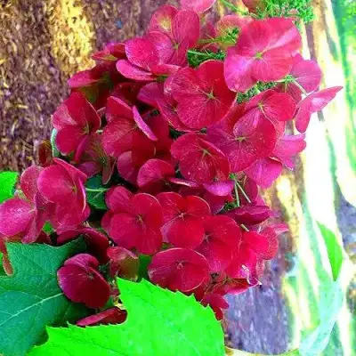 Гортензия АМЕТИСТ дуболистная в Дзержинске