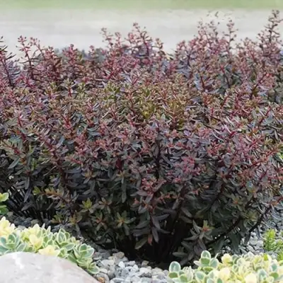 Очиток (седум) САНСПАРКЛЕР ДЖЕЙД ТАФФЕТ в Дзержинске