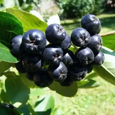 Рябина НЕРО черноплодная в Дзержинске