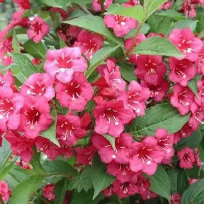 Вейгела БРИСТОЛЬ РУБИ в Дзержинске