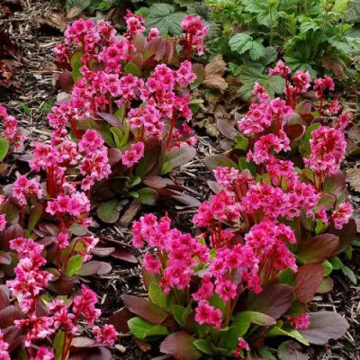 Бадан ФЛИРТ в Дзержинске