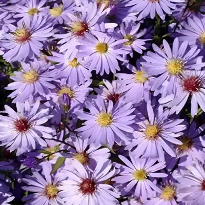 Астра БЛЮ ХЕВЕН сердцелистная в Дзержинске