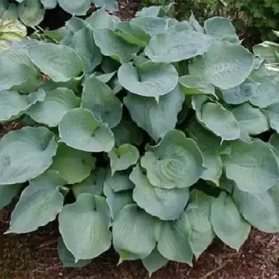 Хоста МУНЛАЙТ СОНАТА гибридная в Дзержинске