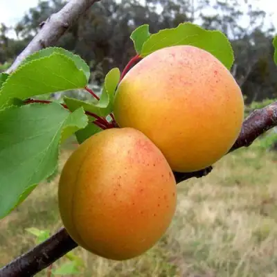 Абрикос ОРЛОВЧАНИН  в Дзержинске
