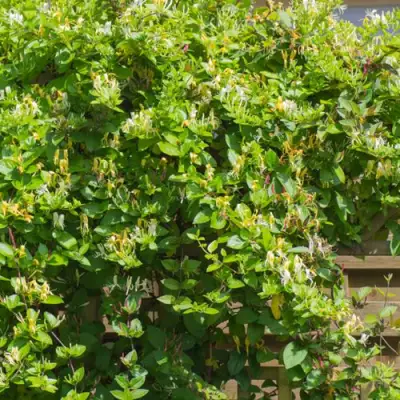 Жимолость ХАЛЛИАНА японская (Хелиана) в Дзержинске