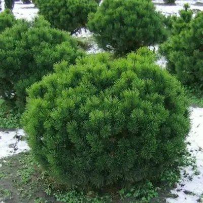 Сосна горная МУГУС в Дзержинске