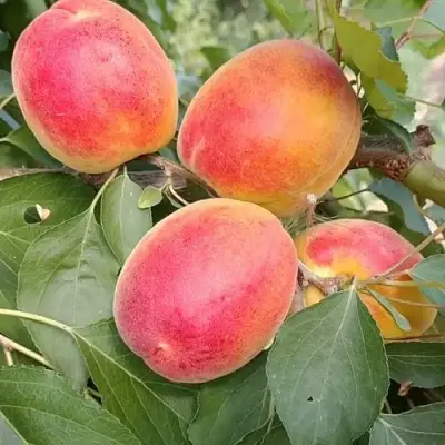 Абрикос ОСОБЕННЫЙ ДЕНИСЮКА в Дзержинске