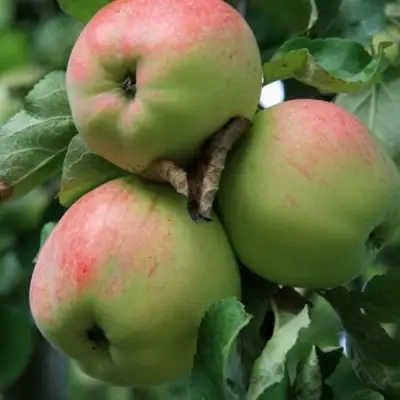 Яблоня УТРО в Дзержинске