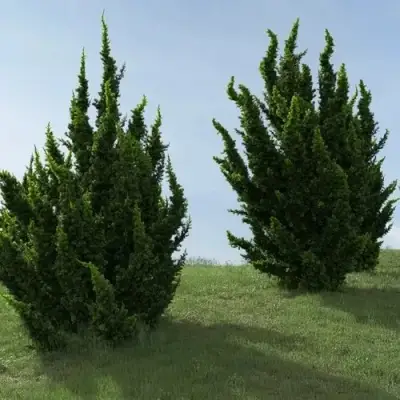 Можжевельник КАЙЗУКА китайский в Дзержинске