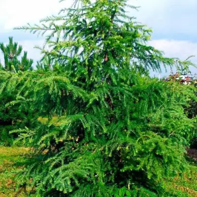 Лиственница европейская в Дзержинске