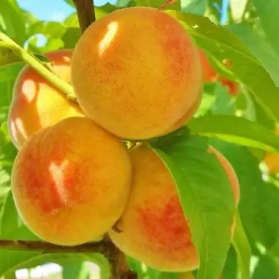 Персик ВЕТЕРАН в Дзержинске