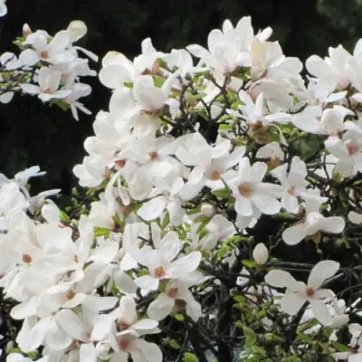 Магнолия КОБУС в Дзержинске