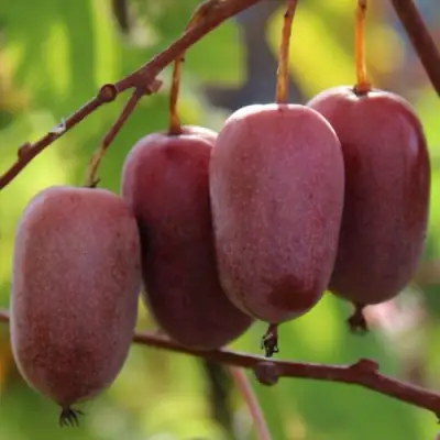 Актинидия ПУРПУРНО САДОВАЯ  аргута в Дзержинске