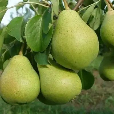 груша Свердловчанка