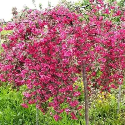 Яблоня КИНГ БЬЮТИ декоративная в Дзержинске