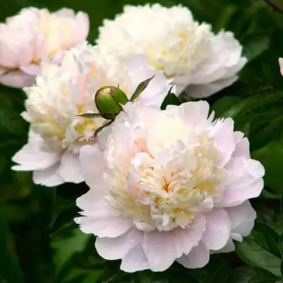 Пион ШИРЛИ ТЕМПЛ травянистый в Дзержинске