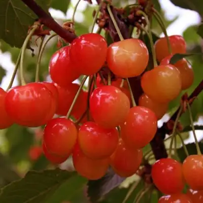 Черешня ФАТЕЖ в Дзержинске