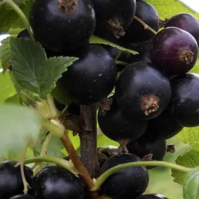 Смородина чёрная НЕСТЕР КОЗИН в Дзержинске