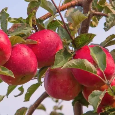 Яблоня РОЖДЕСТВЕНСКОЕ в Дзержинске