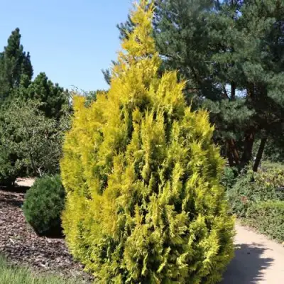 Туя СТОУНХАМ ГОЛД складчатая в Дзержинске