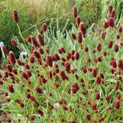 Кровохлебка БИТЛВИНГЗ в Дзержинске