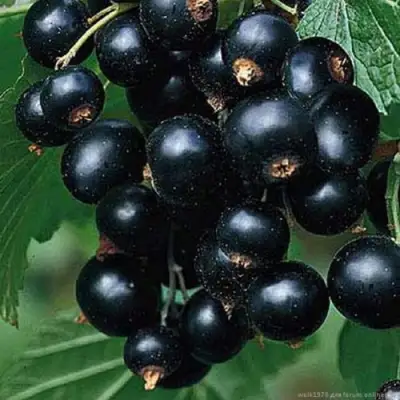 Смородина черная БЕН КОНАН в Дзержинске