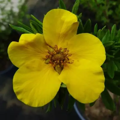 Лапчатка ГОЛДФИНГЕР кустарниковая в Дзержинске