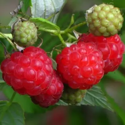 Малина СОЛНЫШКО в Дзержинске